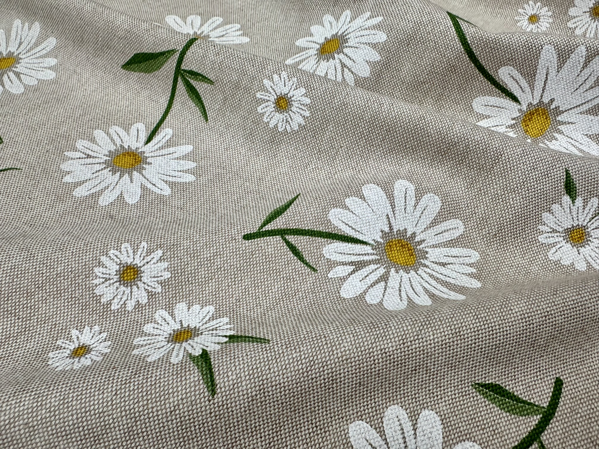daisy flower (4)
