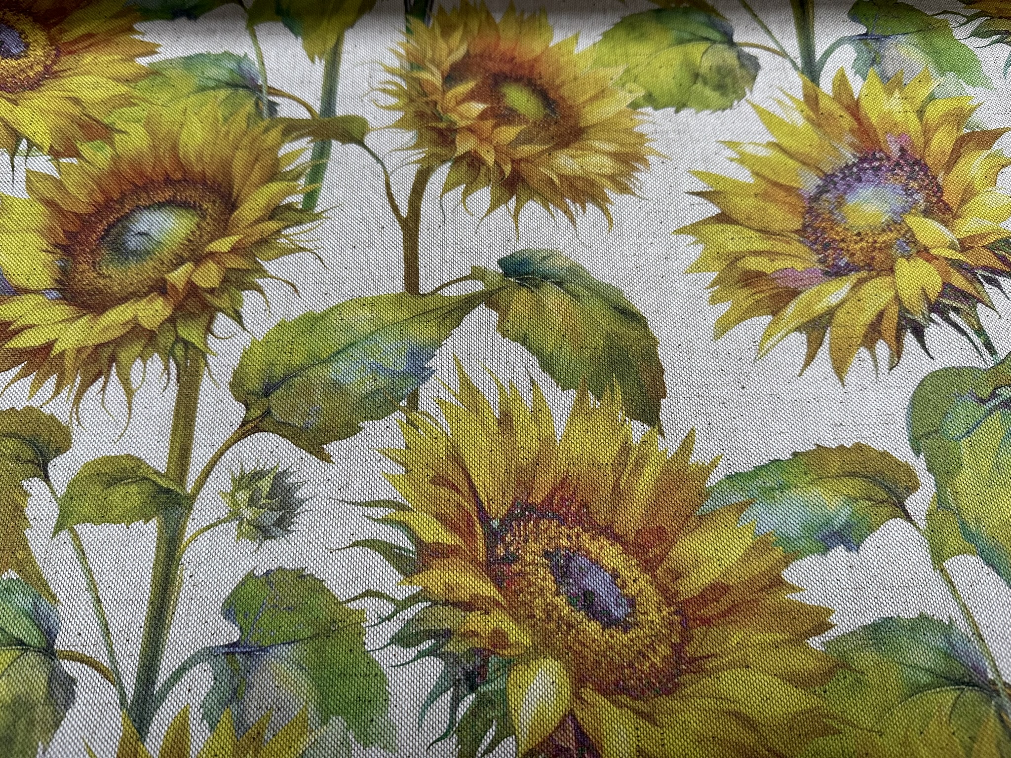 sunflower (10)